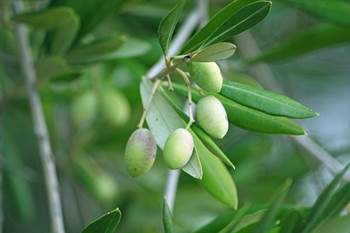 olivenblätter krebs, olivvenblätter bristkrebs, olivenblätter alzheimer